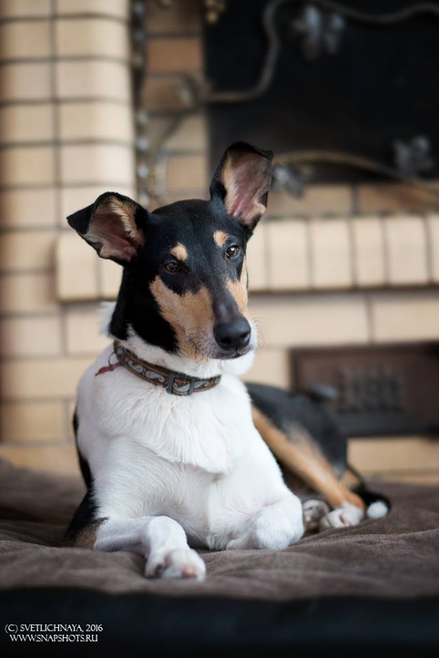 12278941_1105034679542029_4308282866148093438_n