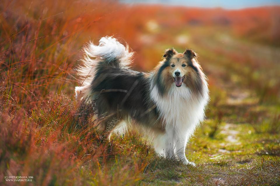 14910407_1279869432058552_6070993869322171498_n