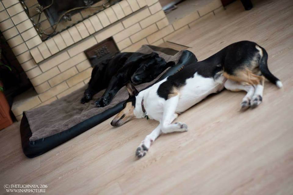 28534203_1773180996060724_439274209_n