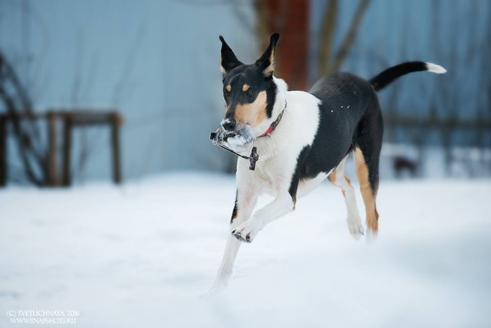 943824_1105034616208702_477591080034119443_n