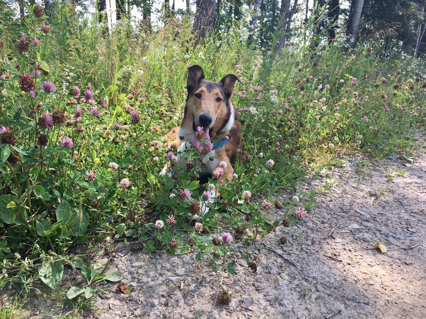 20495704_10211650325552323_1351586066_o