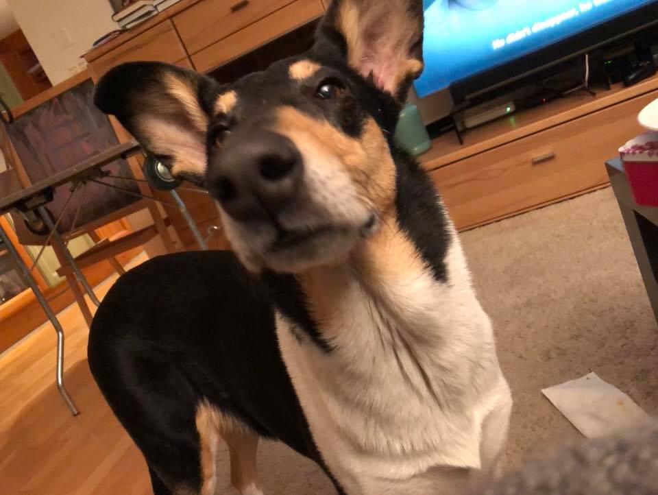 29497229_10156769206296030_9074672361518573692_n