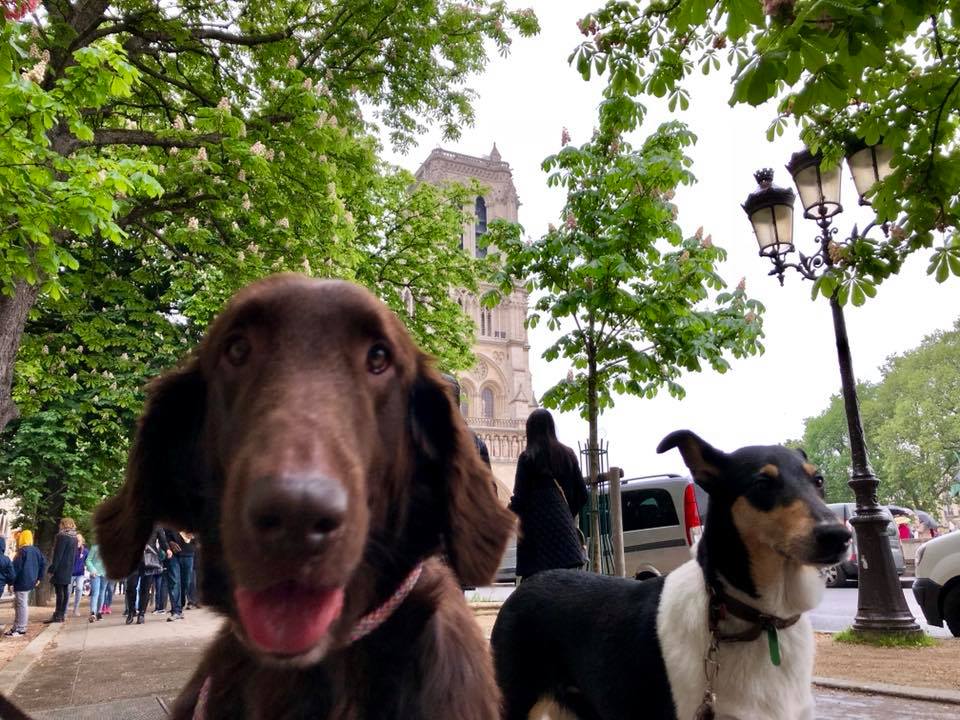 31500024_10156881220951030_2758259659990106112_n