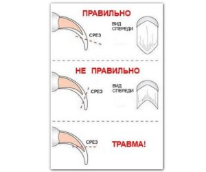 223242fe931cf0bec0a4761d221d024f-300x250