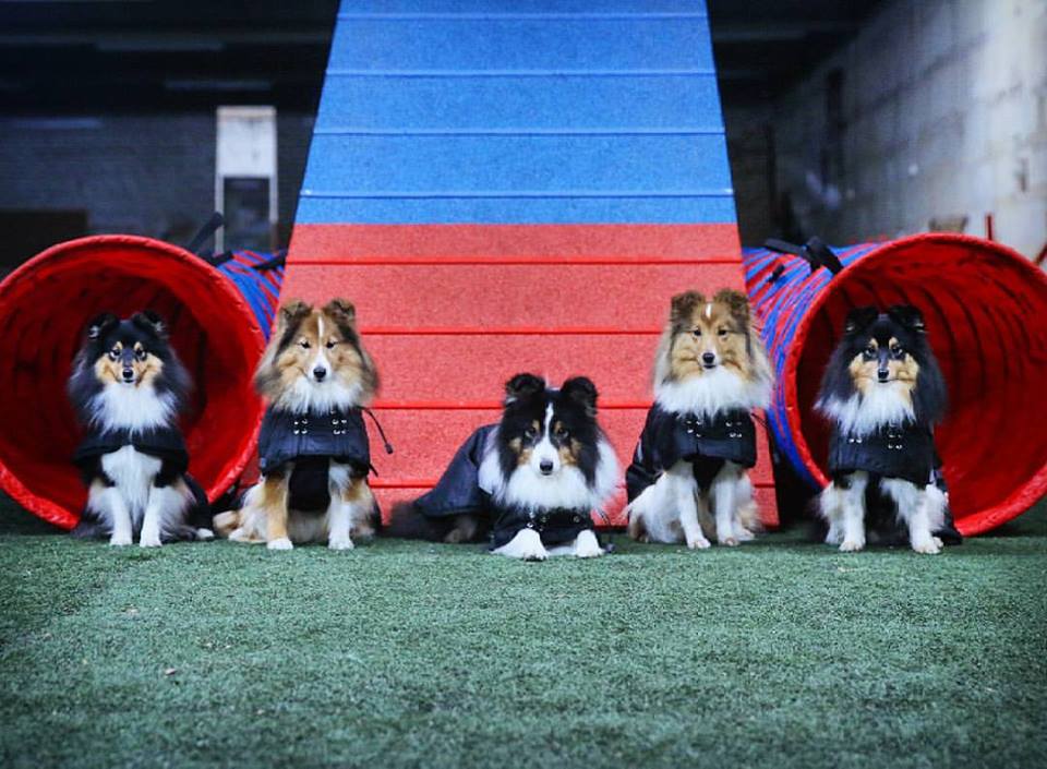 10649804_1035871833136471_7898797401523791236_n