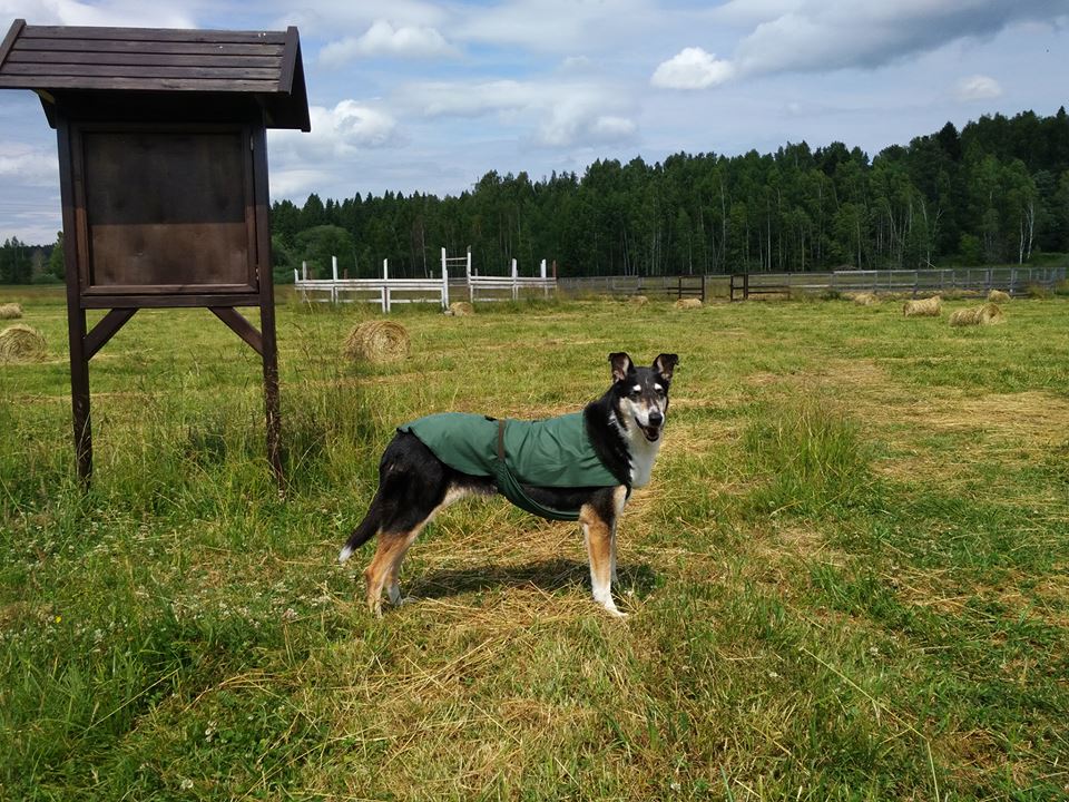 36469454_2256841381022519_4018521665863417856_n