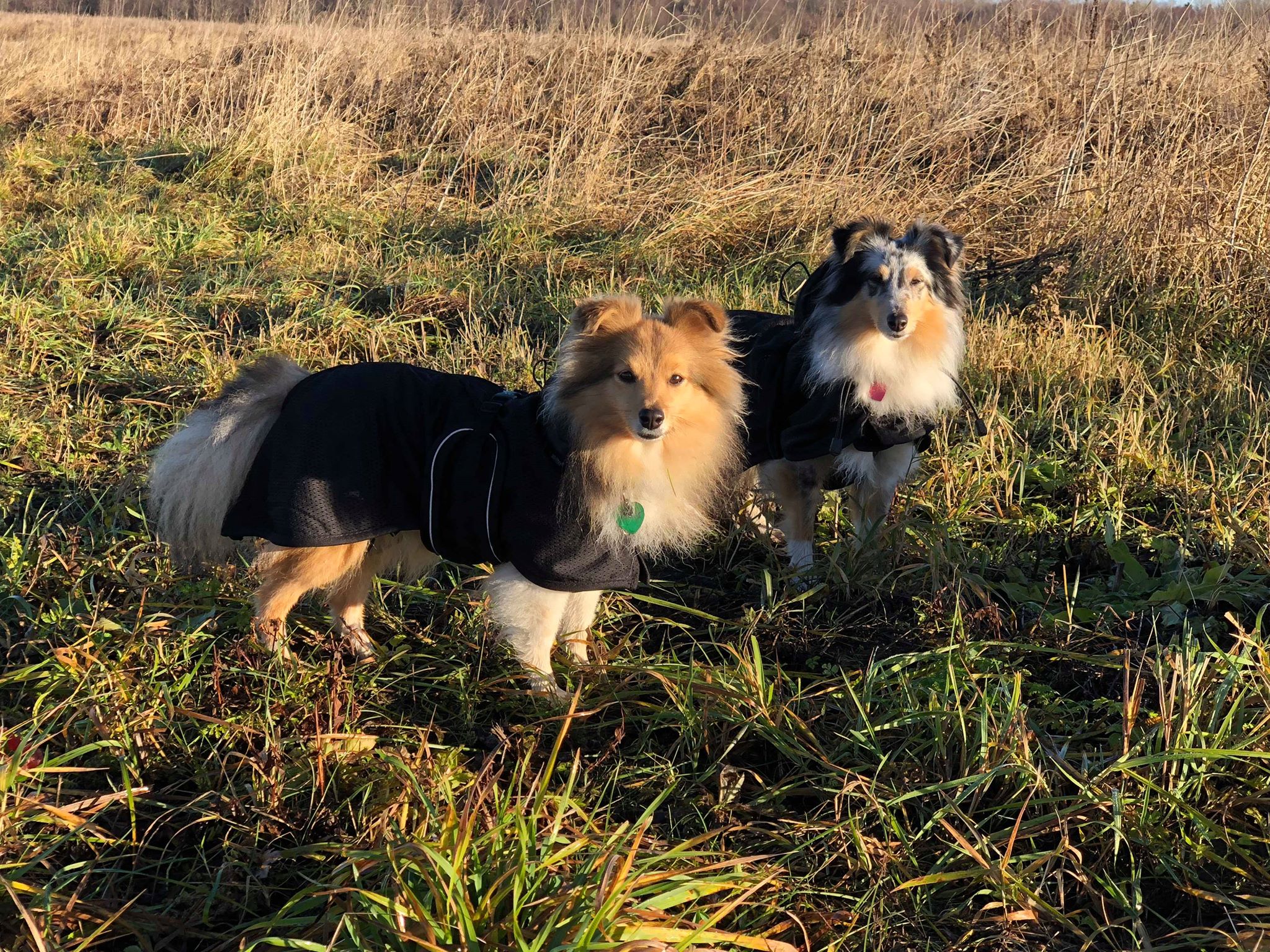 45318482_555254188278515_4409757950617321472_n