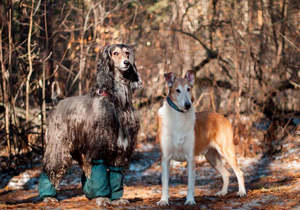 45476129_349107099156653_2797080228701143040_n